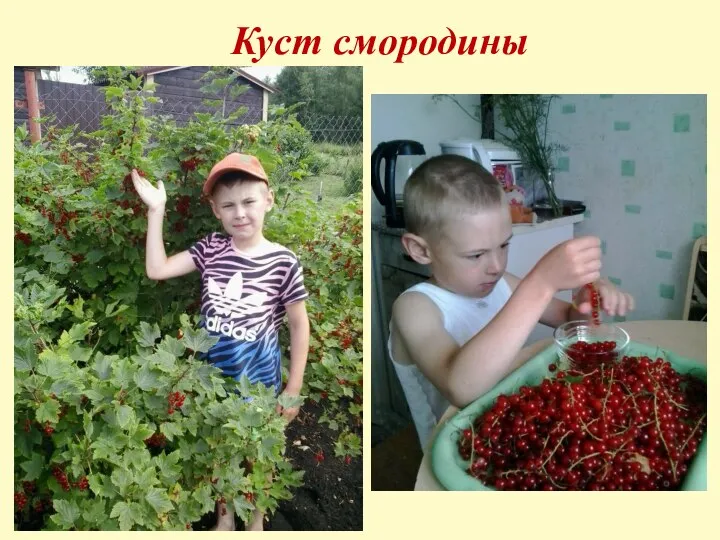 Куст смородины