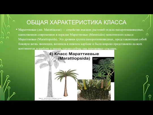 ОБЩАЯ ХАРАКТЕРИСТИКА КЛАССА Мараттиевые (лат. Marattiaceae) — семейство высших растений отдела папоротниковидные,