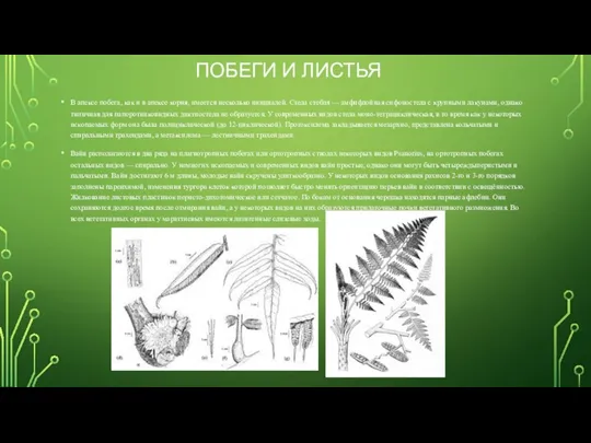 ПОБЕГИ И ЛИСТЬЯ В апексе побега, как и в апексе корня, имеется