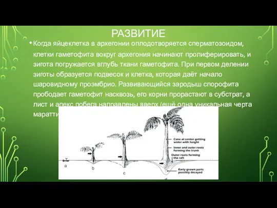 РАЗВИТИЕ Когда яйцеклетка в архегонии оплодотворяется сперматозоидом, клетки гаметофита вокруг архегония начинают