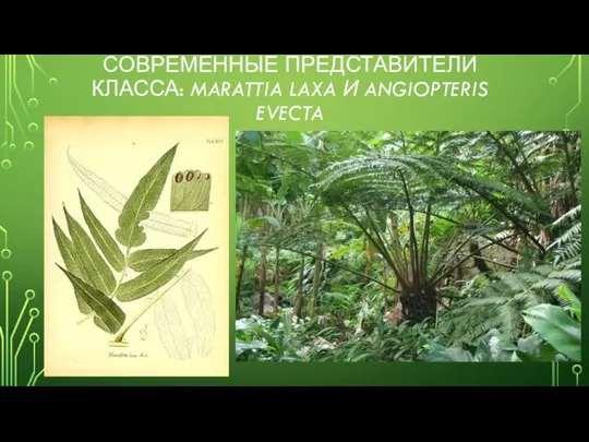 СОВРЕМЕННЫЕ ПРЕДСТАВИТЕЛИ КЛАССА: MARATTIA LAXA И ANGIOPTERIS EVECTA