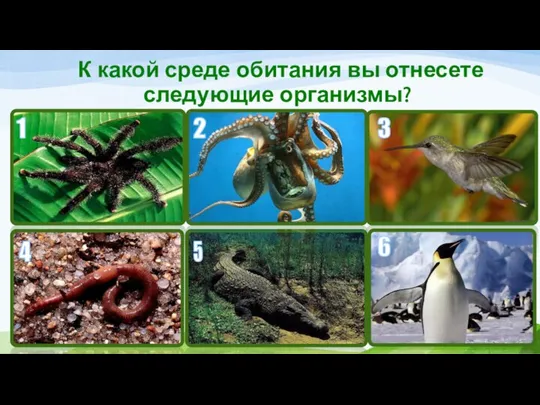 К какой среде обитания вы отнесете следующие организмы? 1 2 4 5 3 6