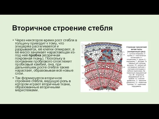 Вторичное строение стебля Через некоторое время рост стебля в толщину приводит к