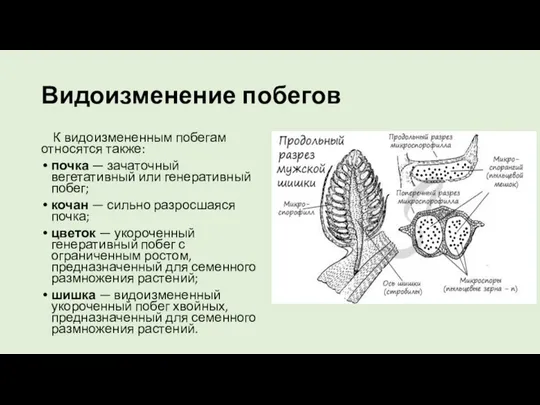 Видоизменение побегов К видоизмененным побегам относятся также: почка — зачаточный вегетативный или