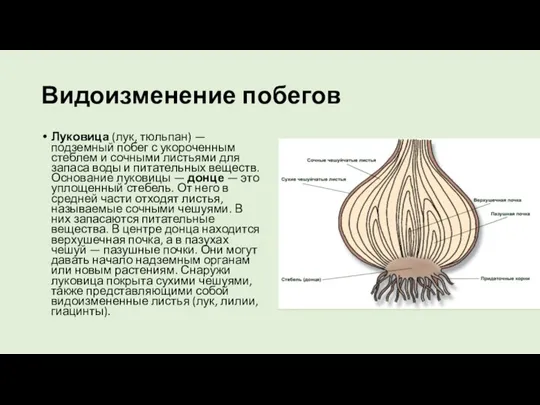 Видоизменение побегов Луковица (лук, тюльпан) — подземный побег с укороченным стеблем и