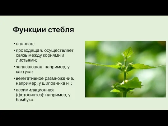 Функции стебля опорная; проводящая: осуществляет связь между корнями и листьями; запасающая: например,