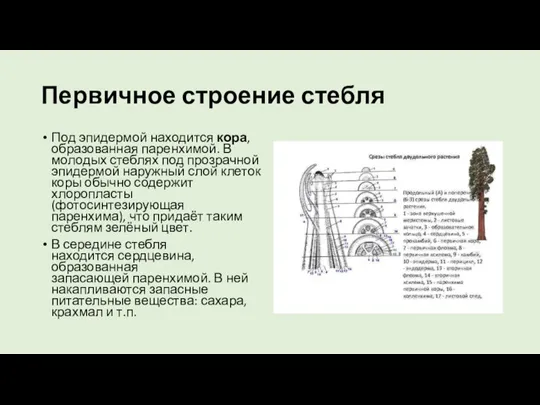 Первичное строение стебля Под эпидермой находится кора, образованная паренхимой. В молодых стеблях