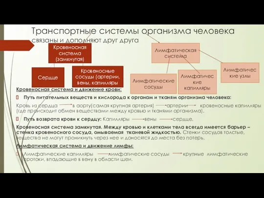 Транспортные системы организма человека связаны и дополняют друг друга Кровеносная система и