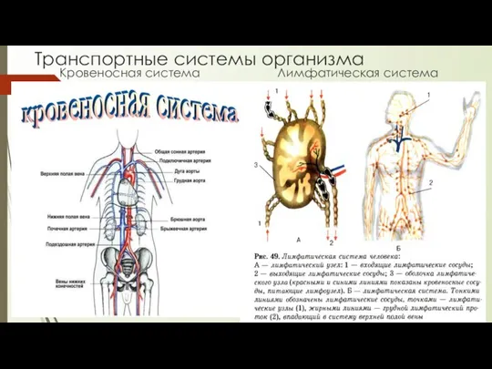 Транспортные системы организма Кровеносная система Лимфатическая система