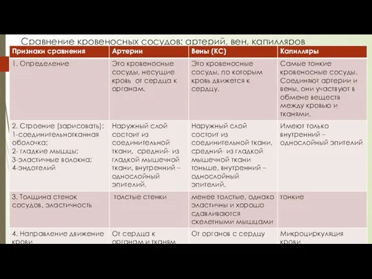 Сравнение кровеносных сосудов: артерий, вен, капилляров