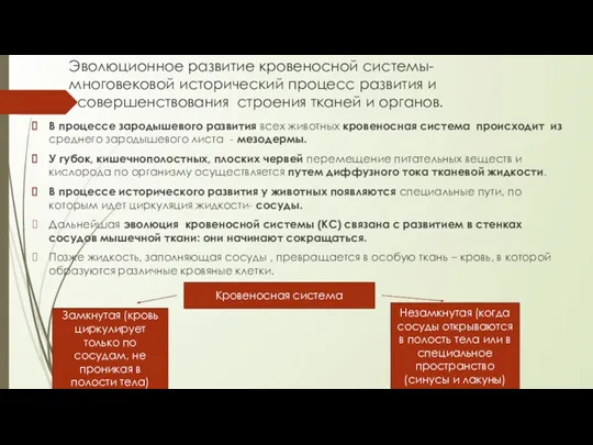 Эволюционное развитие кровеносной системы- многовековой исторический процесс развития и совершенствования строения тканей