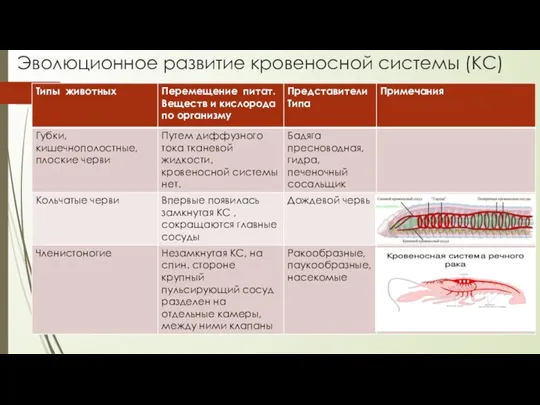 Эволюционное развитие кровеносной системы (КС)