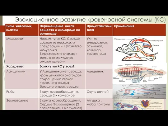 Эволюционное развитие кровеносной системы (КС)