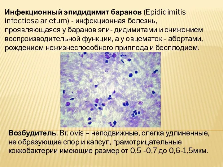 Инфекционный эпидидимит баранов (Epididimitis infectiosa arietum) - инфекционная болезнь, проявляющаяся у баранов