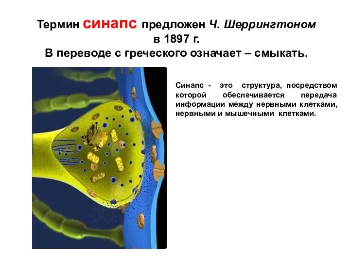 Синапс - это структура, посредством которой обеспечивается передача информации между нервными клетками,