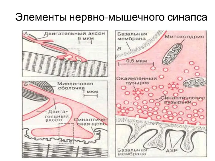 Элементы нервно-мышечного синапса