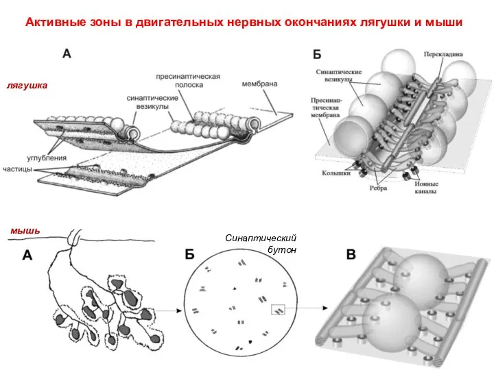 Активные зоны в двигательных нервных окончаниях лягушки и мыши лягушка мышь Синаптический бутон