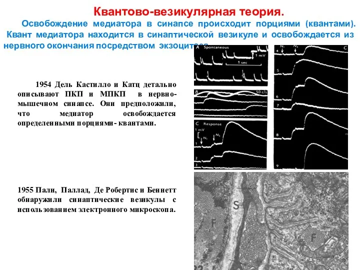 1954 Дель Кастилло и Катц детально описывают ПКП и МПКП в нервно-мышечном