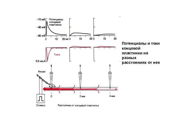 Потенциалы и токи концевой пластинки на разных расстояниях от нее