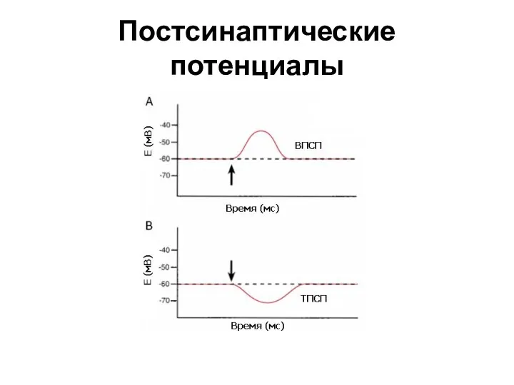 Постсинаптические потенциалы