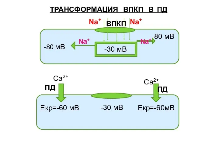 ТРАНСФОРМАЦИЯ ВПКП В ПД -80 мВ -30 мВ -80 мВ Nа+ Nа+