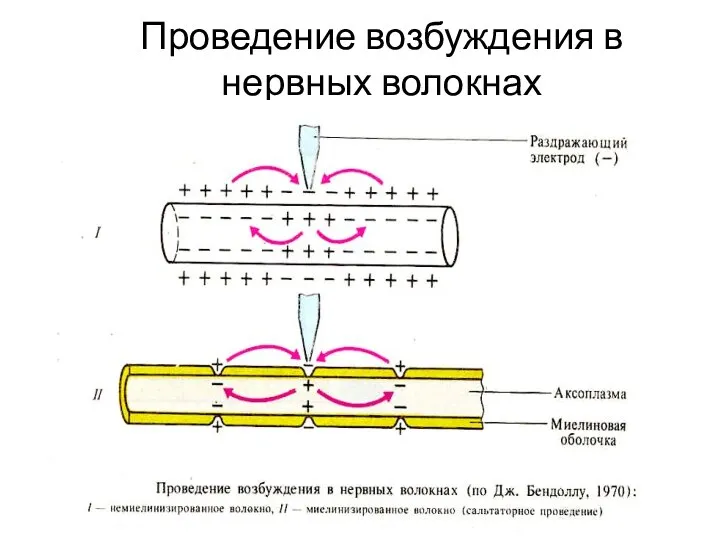 Проведение возбуждения в нервных волокнах