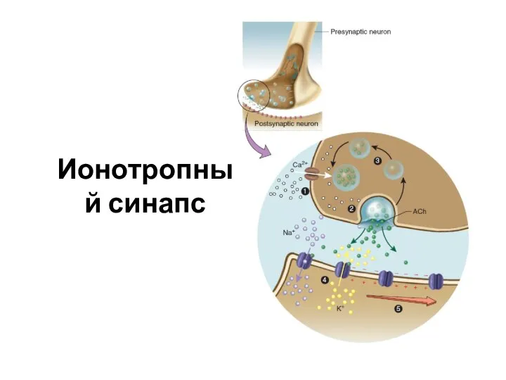 Ионотропный синапс