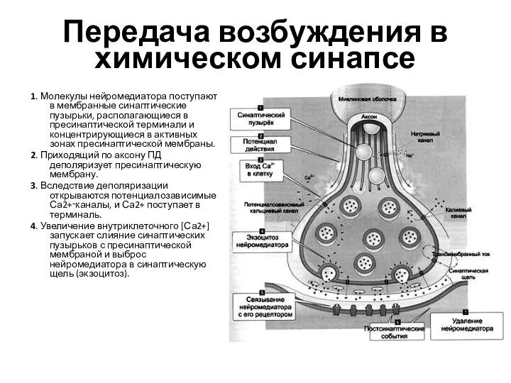 Передача возбуждения в химическом синапсе 1. Молекулы нейромедиатора поступают в мембранные синаптические