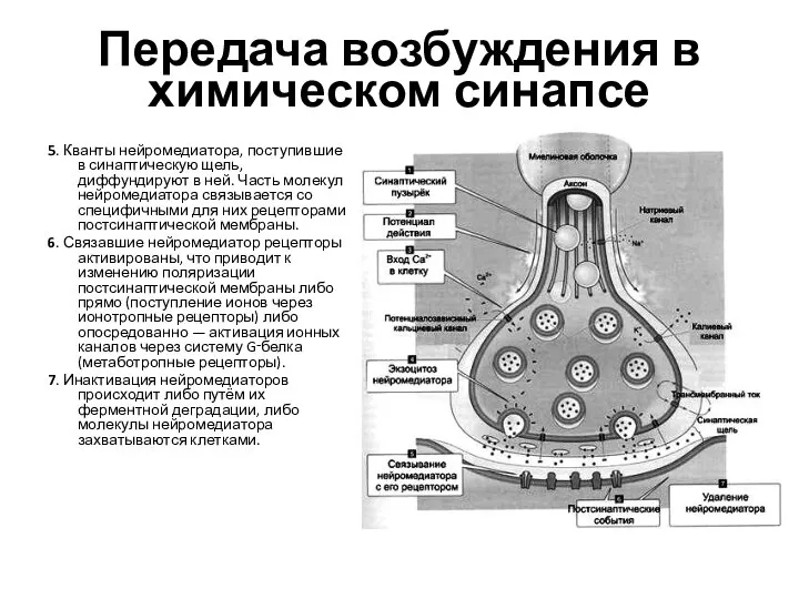 Передача возбуждения в химическом синапсе 5. Кванты нейромедиатора, поступившие в синаптическую щель,