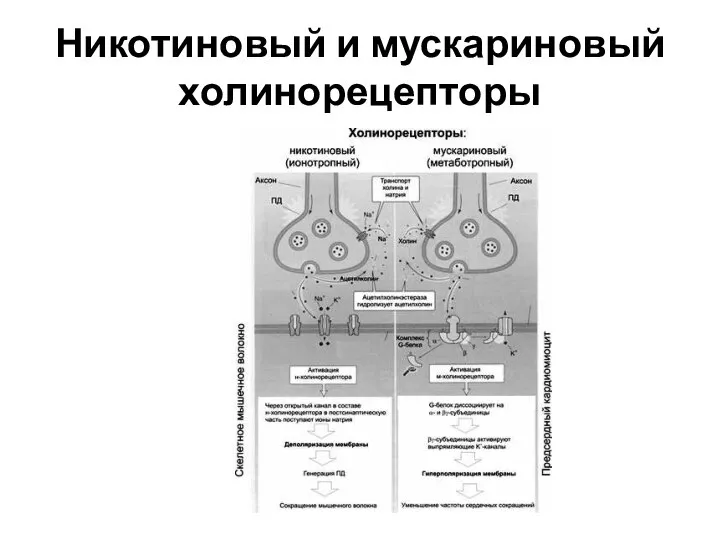 Никотиновый и мускариновый холинорецепторы