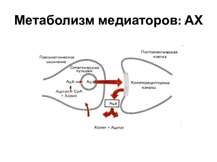 Метаболизм медиаторов: АХ