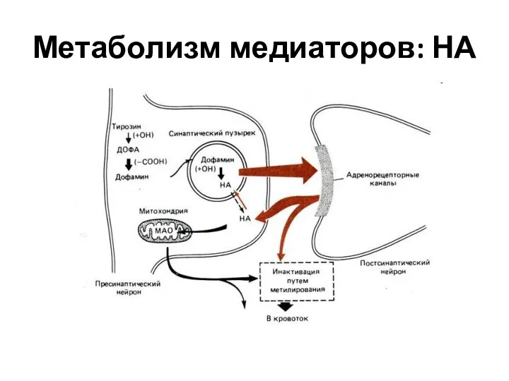 Метаболизм медиаторов: НА