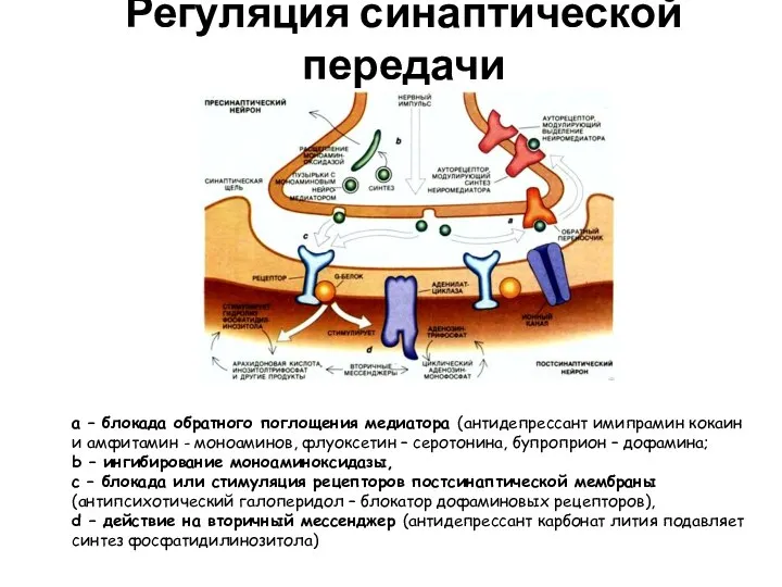 Регуляция синаптической передачи а – блокада обратного поглощения медиатора (антидепрессант имипрамин кокаин