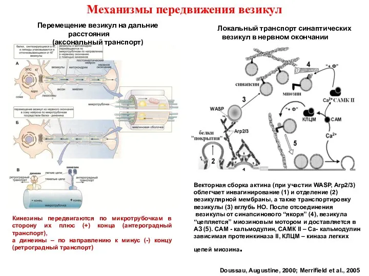 Механизмы передвижения везикул Doussau, Augustine, 2000; Merrifield et al., 2005 Перемещение везикул