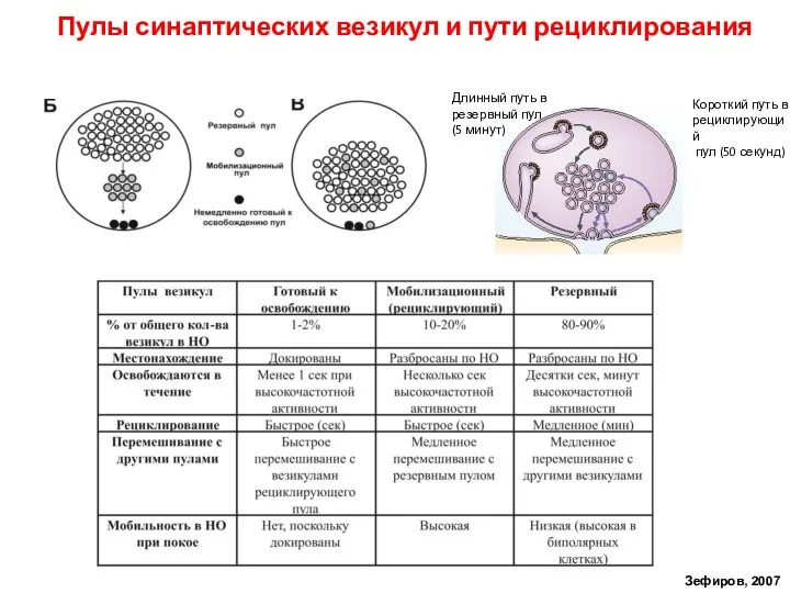 Пулы синаптических везикул и пути рециклирования Зефиров, 2007 Короткий путь в рециклирующий