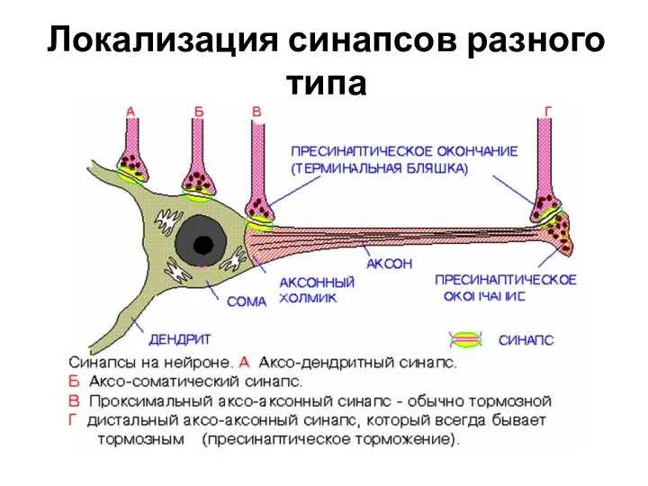 Локализация синапсов разного типа