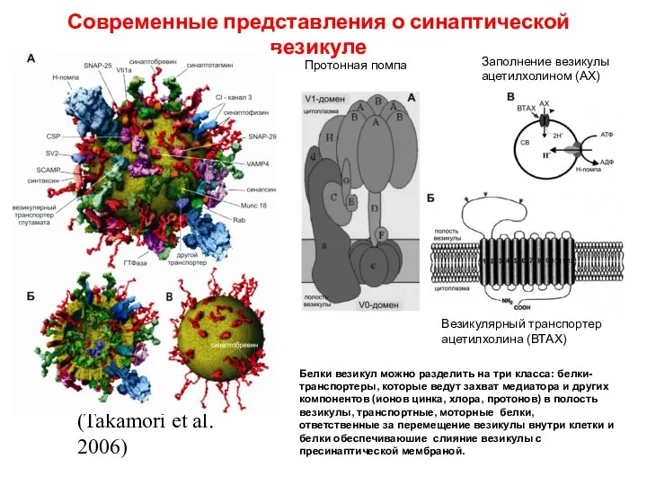 Современные представления о синаптической везикуле (Takamori et al. 2006) Протонная помпа Везикулярный