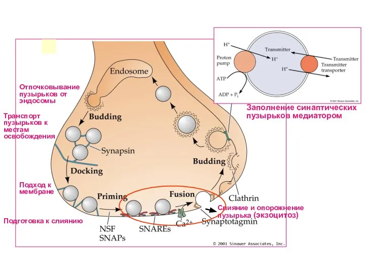 Отпочковывание пузырьков от эндосомы Подход к мембране Подготовка к слиянию Слияние и