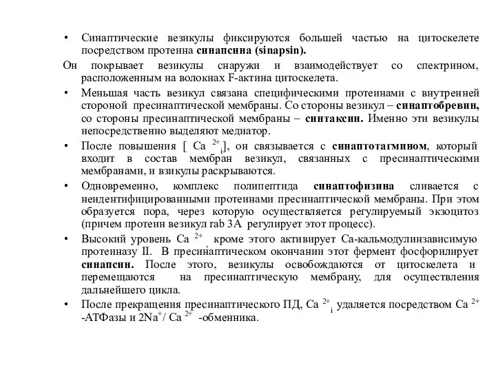 Синаптические везикулы фиксируются большей частью на цитоскелете посредством протеина синапсина (sinapsin). Oн