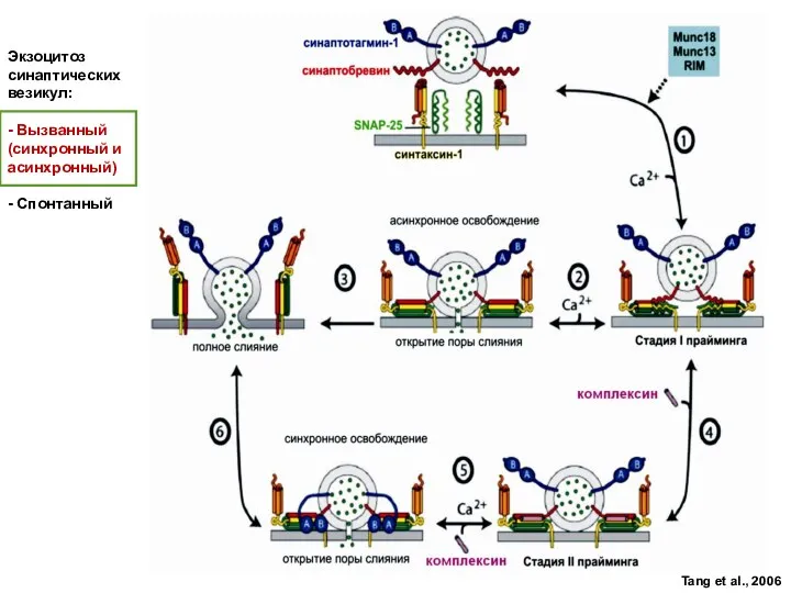 Экзоцитоз синаптических везикул: - Вызванный (синхронный и асинхронный) - Спонтанный Tang et al., 2006