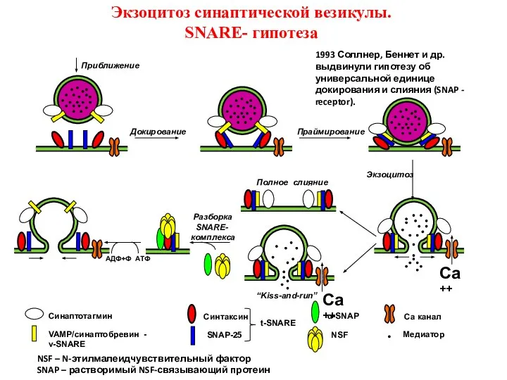 Докирование Праймирование Экзоцитоз АДФ+Ф АТФ Ca++ Полное слияние Разборка SNARE- комплекса Ca++