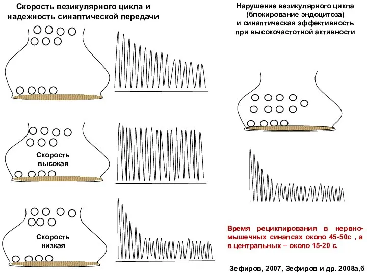 Скорость везикулярного цикла и надежность синаптической передачи Нарушение везикулярного цикла (блокирование эндоцитоза)