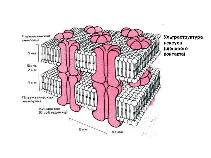 Ультраструктура нексуса (щелевого контакта)