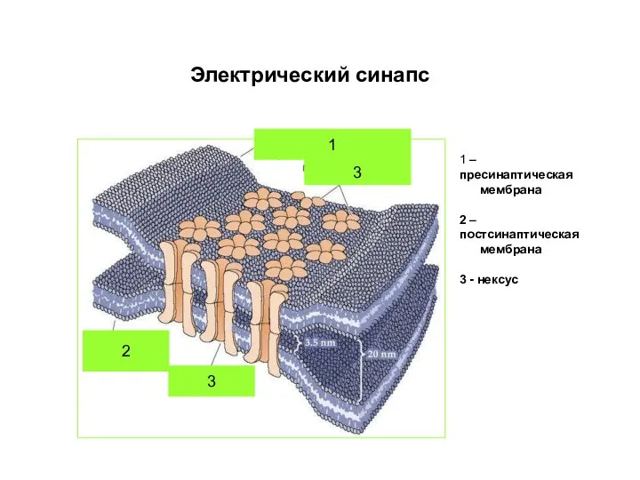 2 1 3 3 Электрический синапс 1 – пресинаптическая мембрана 2 –