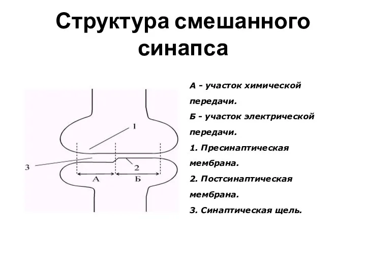 Структура смешанного синапса А - участок химической передачи. Б - участок электрической