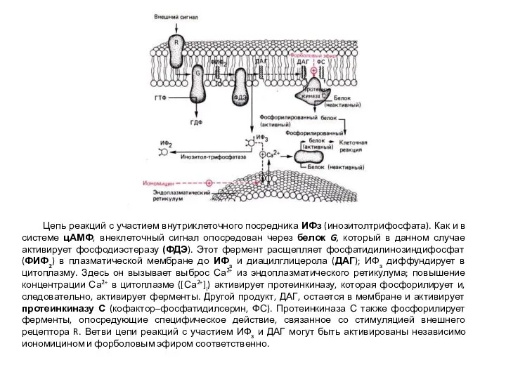 Цепь реакций с участием внутриклеточного посредника ИФз (инозитолтрифосфата). Как и в системе