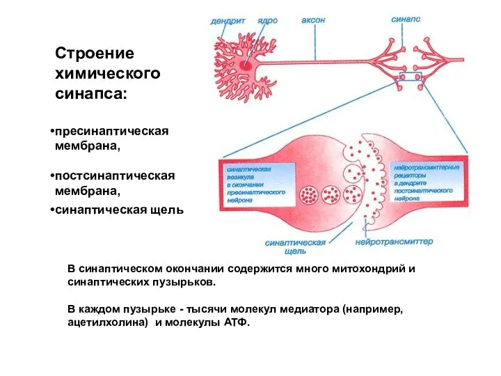 Строение химического синапса: пресинаптическая мембрана, постсинаптическая мембрана, синаптическая щель В синаптическом окончании