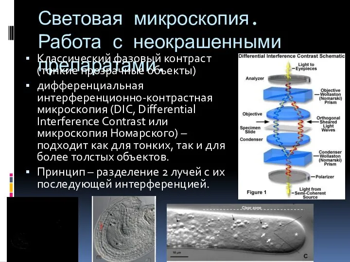 Световая микроскопия. Работа с неокрашенными препаратами. Классический фазовый контраст (тонкие прозрачные объекты)