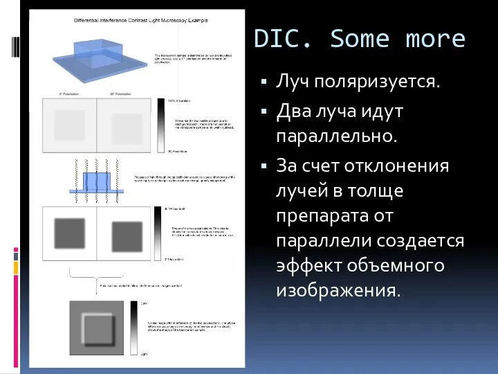 DIC. Some more Луч поляризуется. Два луча идут параллельно. За счет отклонения