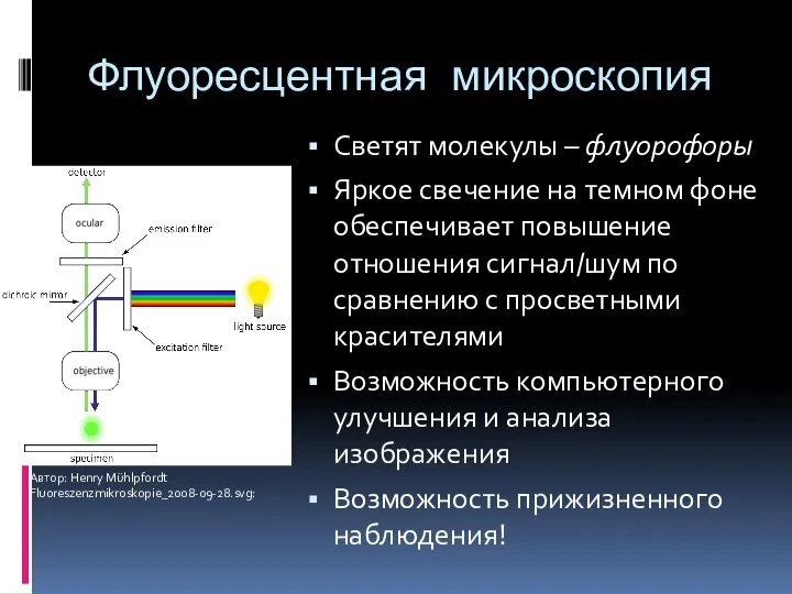 Флуоресцентная микроскопия Светят молекулы – флуорофоры Яркое свечение на темном фоне обеспечивает